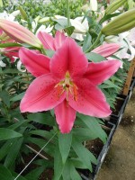 [5365 Barossa VZ No02.JPG]